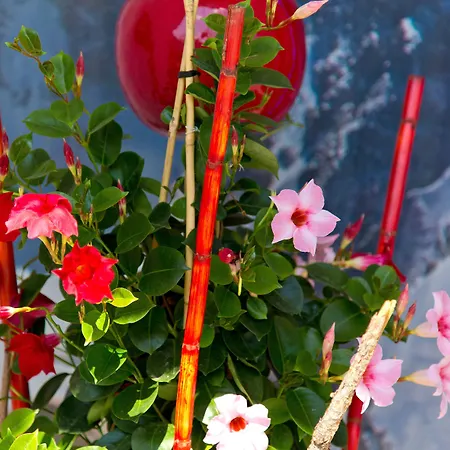 Berghof Graml 3* Hallwang